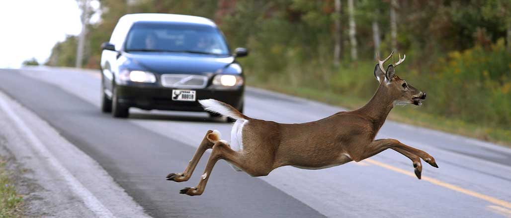What To Do if You Hit a Deer.